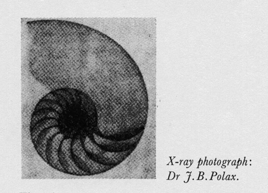 image9_A_and_Pangeometry_El_Lissitzky_1925